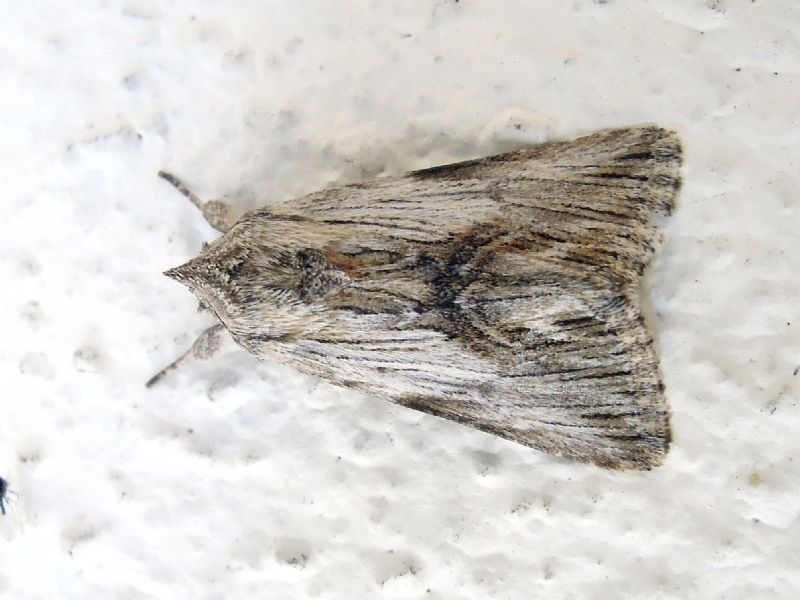 Calophasia platyptera (Noctuidae)